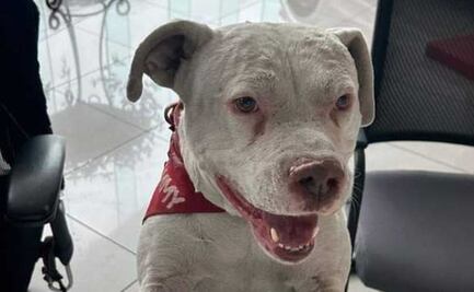 Rescatan por segunda vez al famoso perrito de la Toyota en Puebla
