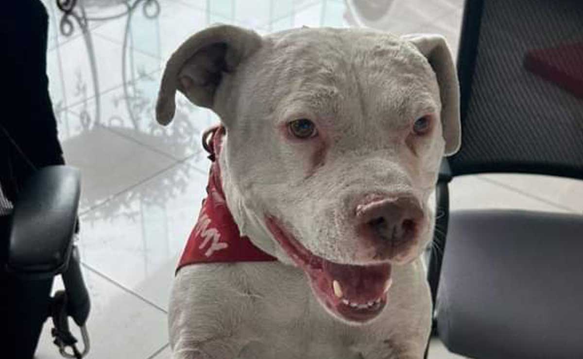 Rescatan por segunda vez al famoso perrito de la Toyota en Puebla