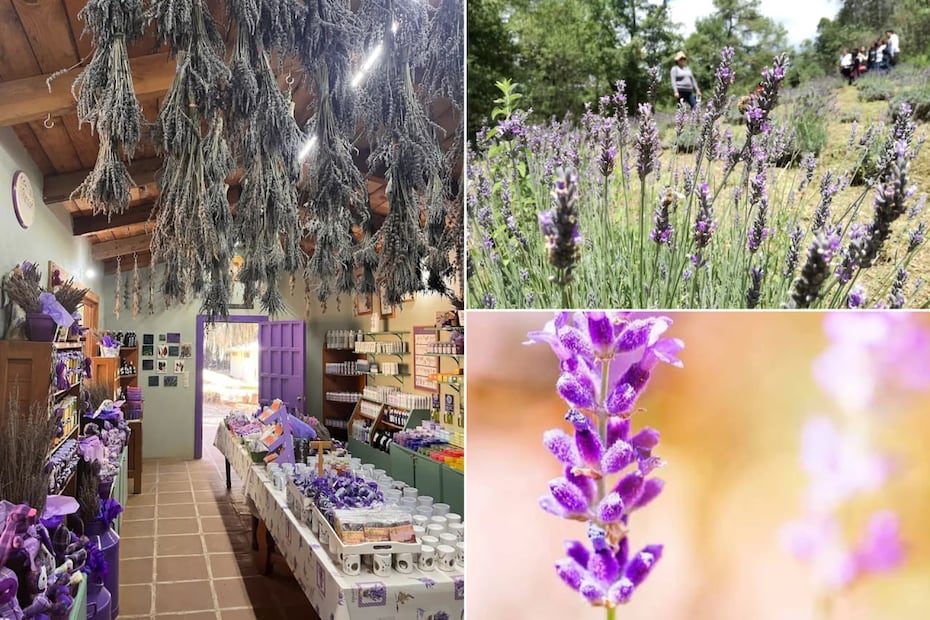 Bosque de lavanda en Puebla ofrece un entorno ideal para relajarse y conectar con la naturaleza | Foto: Google Maps