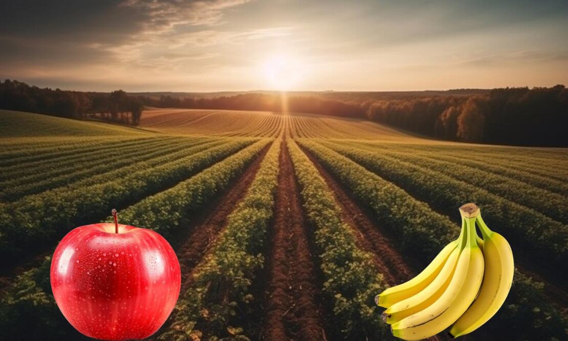 Estas son las frutas que se cosechan en los campos de Puebla | Foto: Producción El Universal