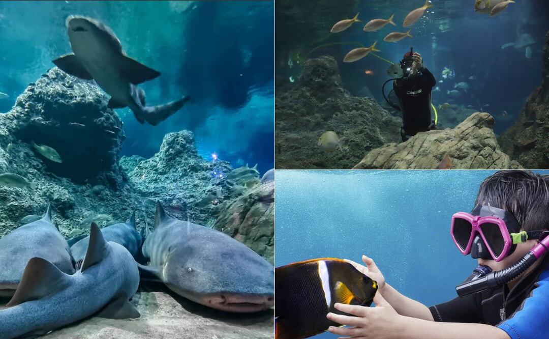 Visitar el Acuario Michin es como visitar el mar sin salir de Puebla | Foto: Acuario Michin