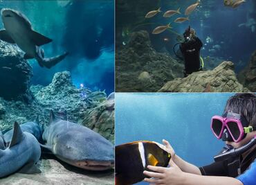 Así puedes nadar en el mar sin salir de la ciudad de Puebla