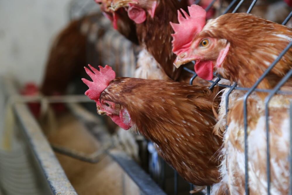 Se reportó la muerte de gallinas en el estado de Puebla | Foto: EsImagen