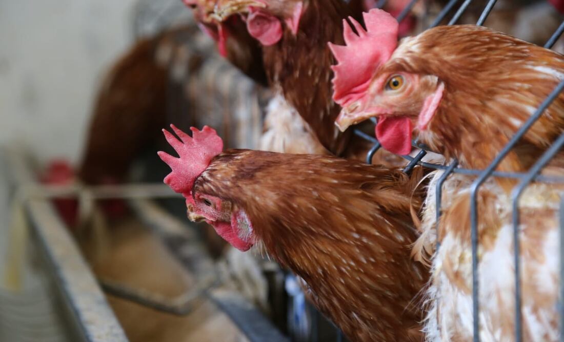 Se reportó la muerte de gallinas en el estado de Puebla | Foto: EsImagen