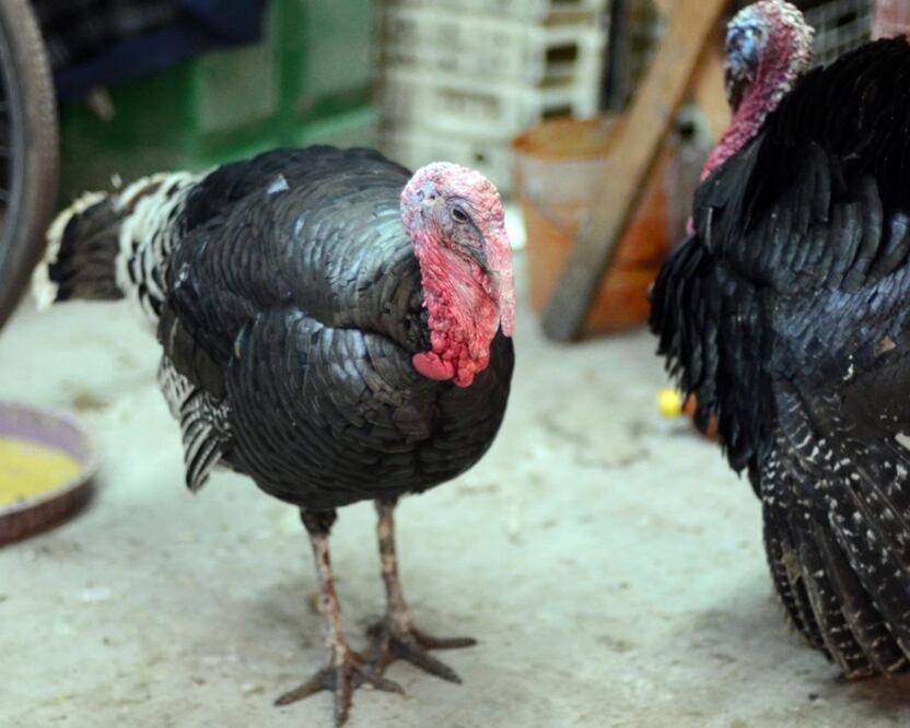La cocina poblana se caracteriza por tener gran variedad de platillos  | Foto: Agencia Es Imagen para El Universal Puebla