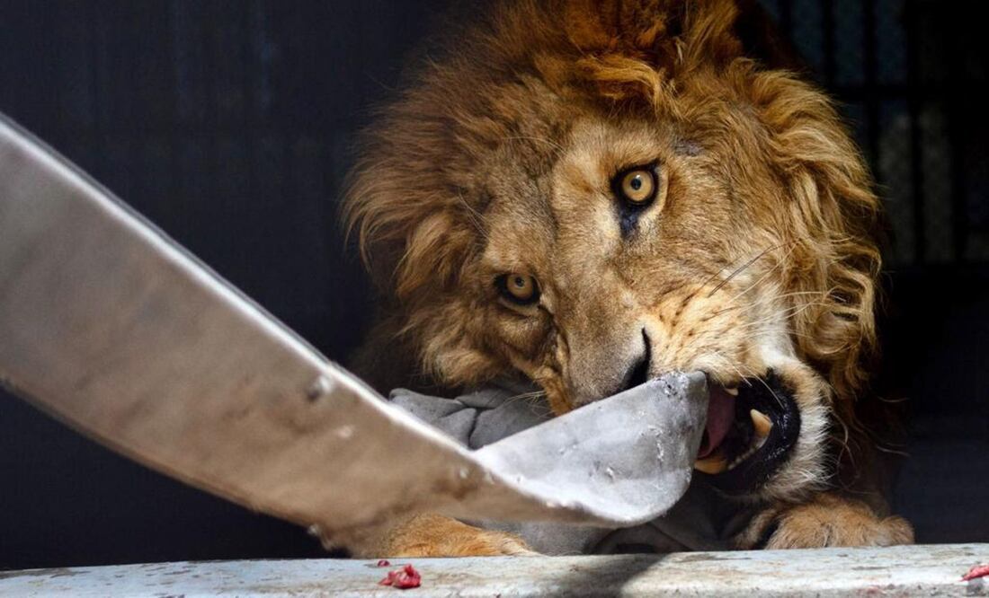 Los felinos fueron rescatados de un santuario en el Ajusco. Foto: Cuartoscuro
