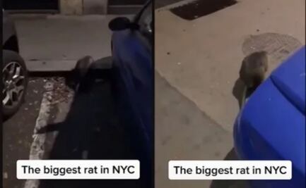 Rata gigante es captada en Nueva York, video se vuelve viral 