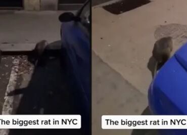 Rata gigante es captada en Nueva York, video se vuelve viral