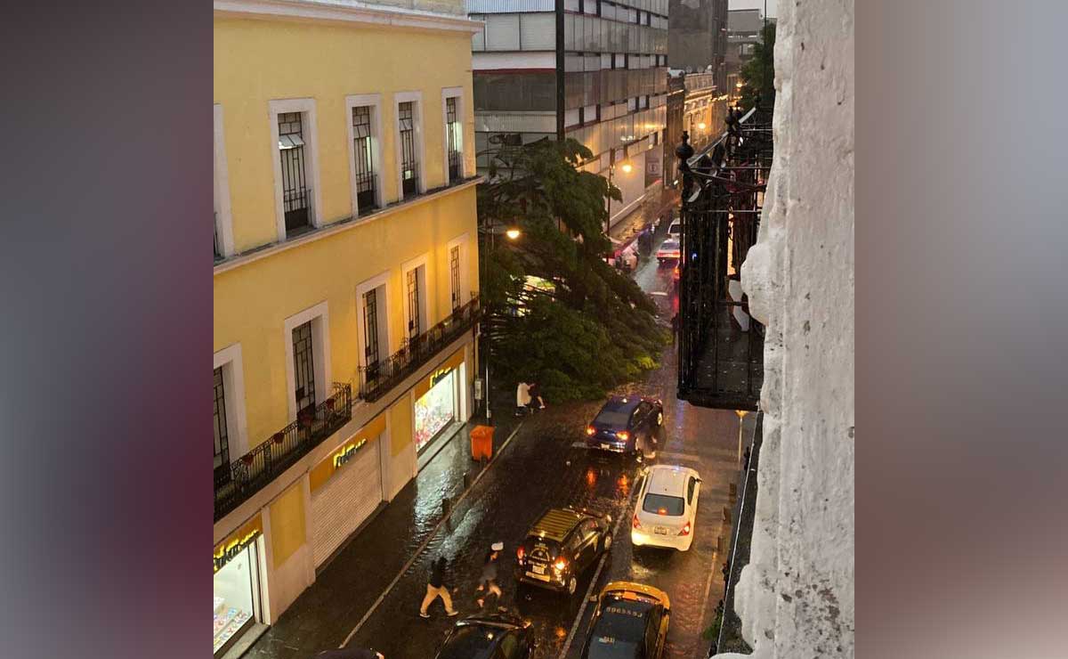 Un menor muerto y una mujer herida por caída de árbol en la 5 de Mayo y 2 Oriente