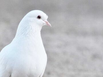 Conoce la historia detrás del Día de los Santos Inocentes