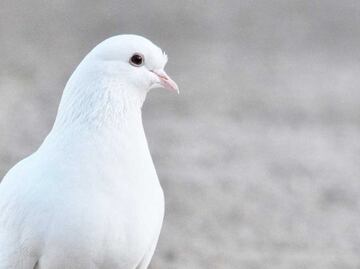 Conoce la historia detrás del Día de los Santos Inocentes