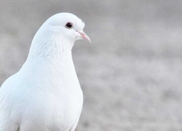 Conoce la historia detrás del Día de los Santos Inocentes