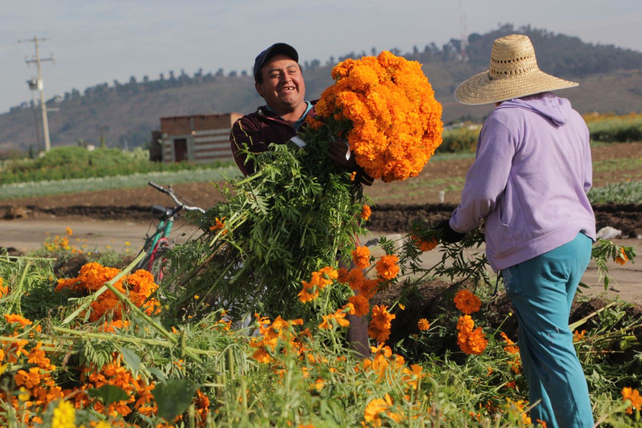 Inicia corte de flor de cempasúchil en campos de la región de Atlixco