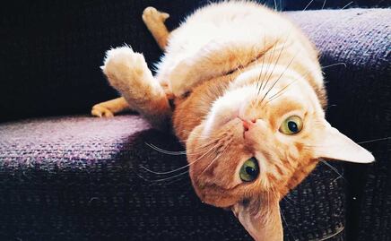 ¡Karen! hoy es Día Internacional del Gato