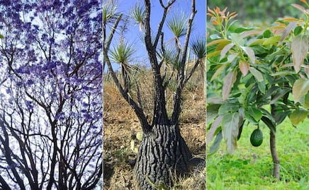 ¿Qué tipo de árboles hay en Puebla? Conócelos