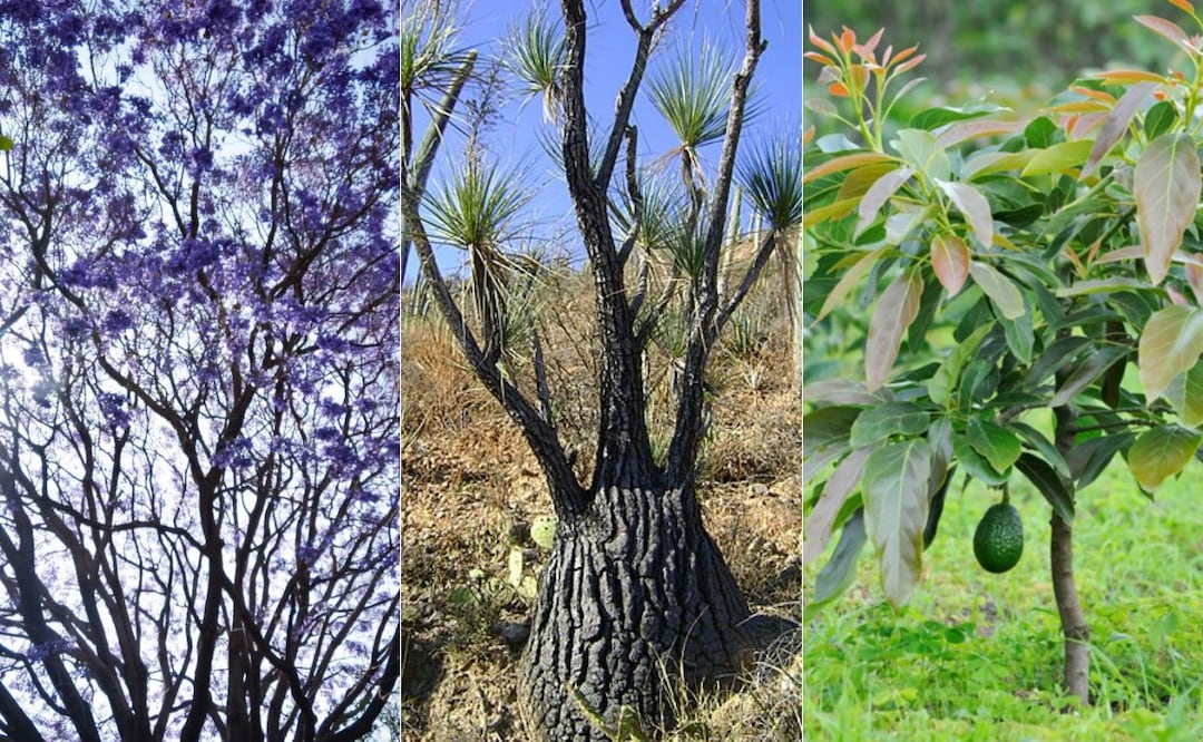 En Puebla hay una amplia variedad de árboles | Foto: EsImagen / Wikipedia / Cultifort