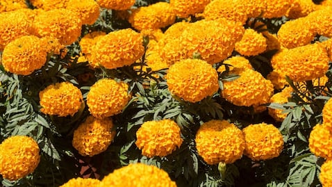 Leyendas Día de Muertos. Cempasúchil, su historia y significado en el altar de muertos