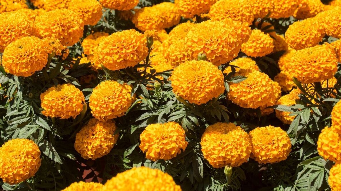 Leyendas Día de Muertos. Cempasúchil, su historia y significado en el altar de muertos