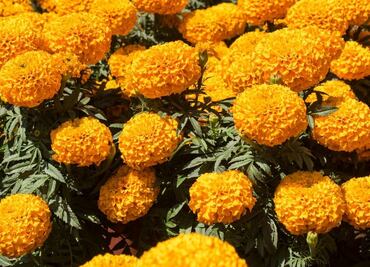 Leyendas Día de Muertos. Cempasúchil, su historia y significado en el altar de muertos