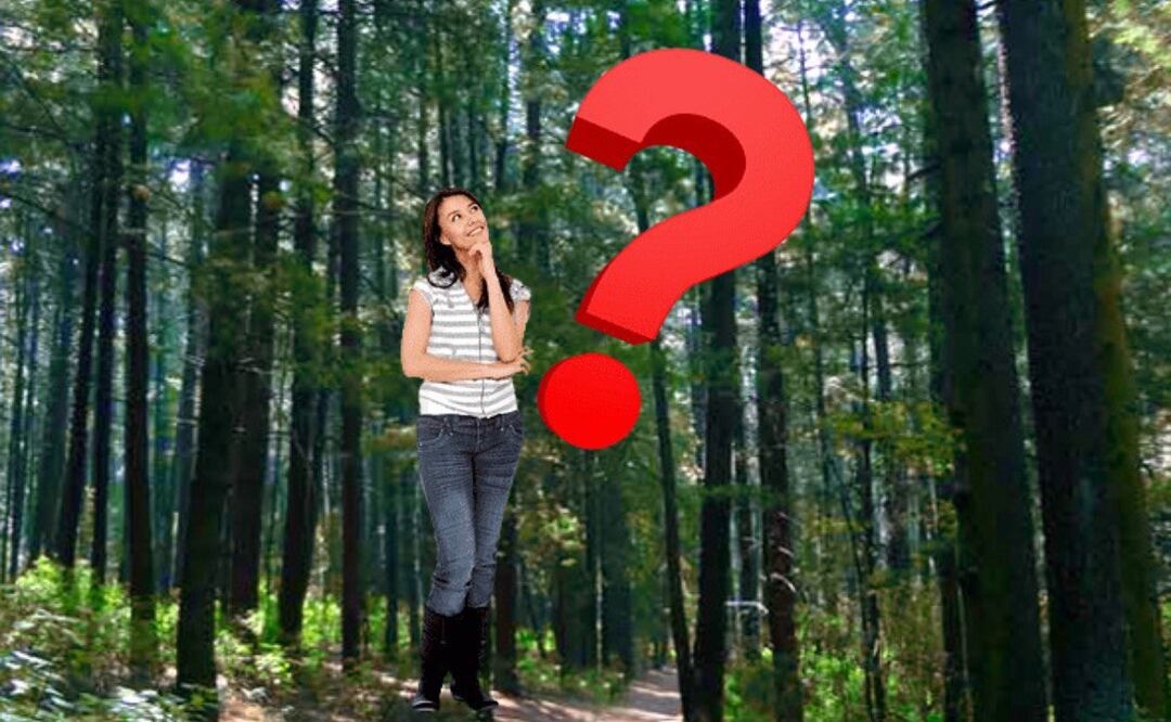 El Desierto de los Leones está en CDMX | Foto: Gobierno de México/PNGWing