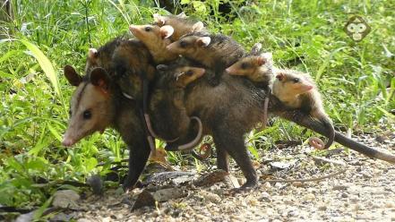 Tlacuache: la especie mexicana que quieren proteger en Puebla