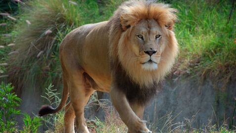 Africam Safari precios 2022. ¿Cuánto cuestan los boletos y cómo comprarlos?