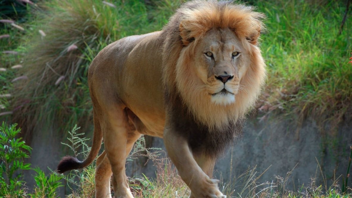 Africam Safari precios 2022. ¿Cuánto cuestan los boletos y cómo comprarlos?