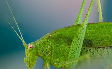 El significado espiritual de escuchar grillos por las noches