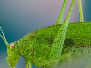 El significado espiritual de escuchar grillos por las noches