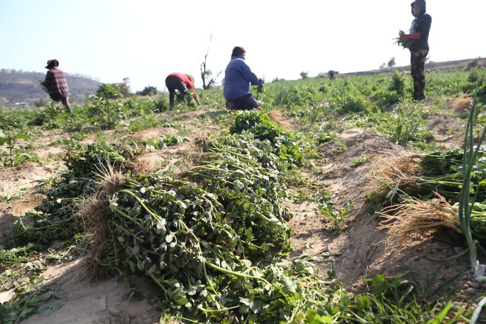 El sector agropecuario fue el que más crecimiento económico tuvo en Puebla | Agencia Es Imagen para El Universal Puebla