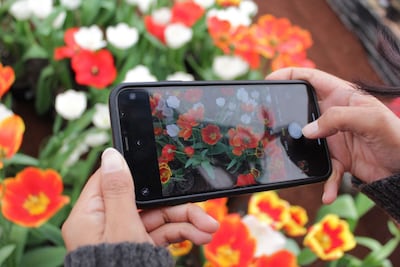 Primera Feria de Tulipanes en Atlixco: esto es lo que verás