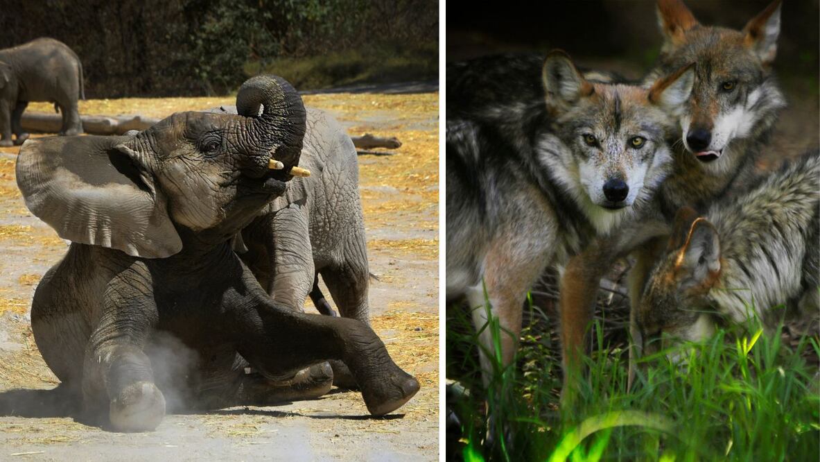 Fotos tomadas del Facebook de Africam Safari