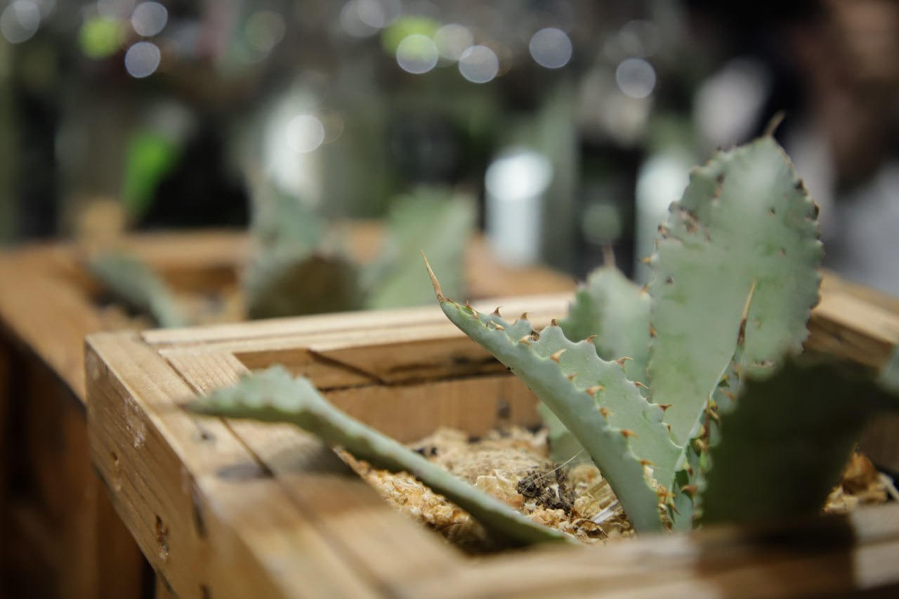 Este 6 de septiembre se inauguró la Segunda Expo Mezcal Orgullo Puebla 2023 | Agencia Es Imagen para El Universal Puebla