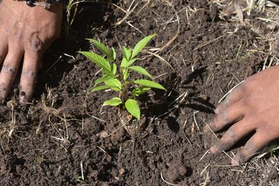 Impartirán talleres sobre el cuidado del medio ambiente en Analco