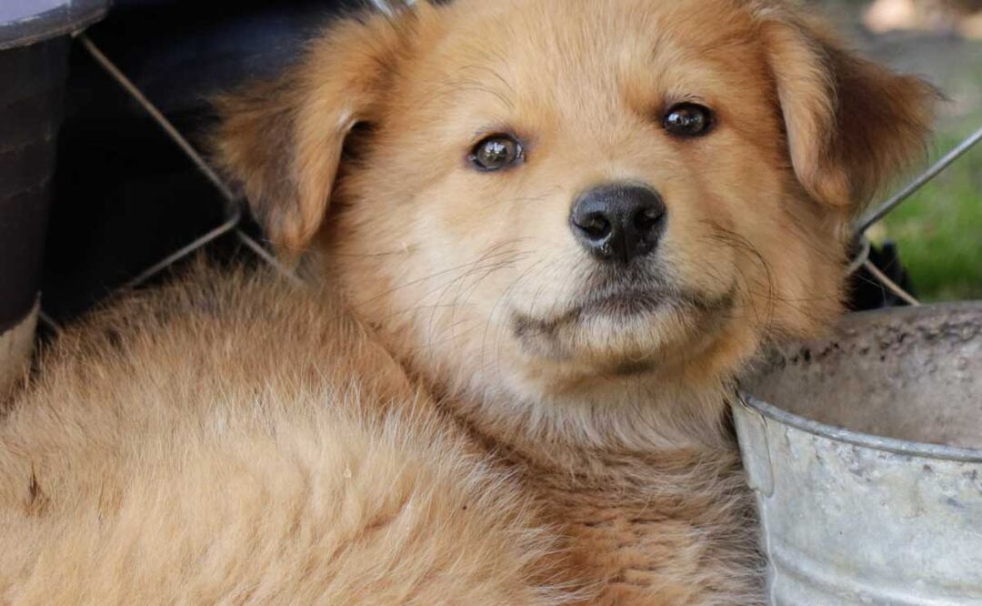 Los seguros para mascotas cubren desde fallecimientos hasta daños a terceros | Foto: Agencia Es Imagen para El Universal Puebla
