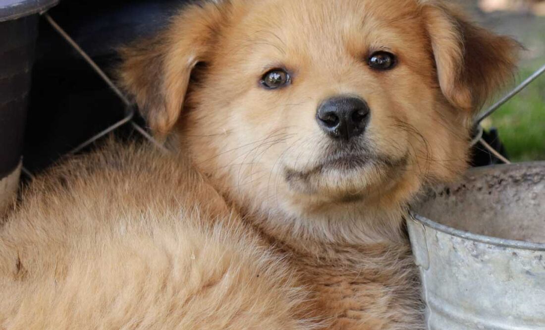 Los seguros para mascotas cubren desde fallecimientos hasta daños a terceros | Foto: Agencia Es Imagen para El Universal Puebla