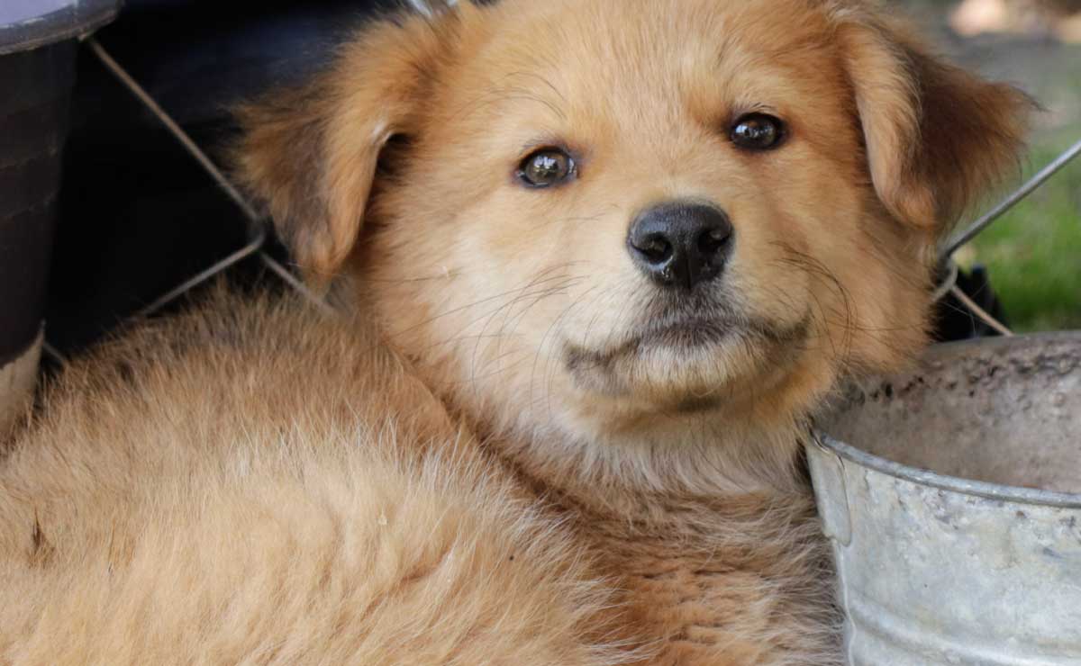 Seguros para mascotas: Conoce cómo contratarlos y sus beneficios