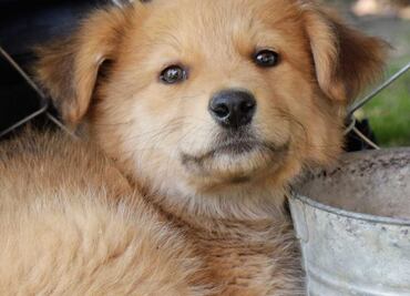 Seguros para mascotas: Conoce cómo contratarlos y sus beneficios