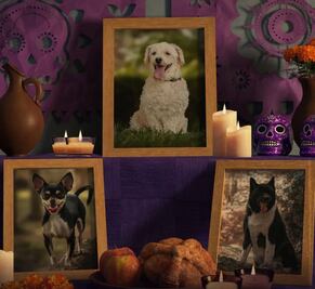 ¿Cuándo se pone la ofrenda para mascotas?