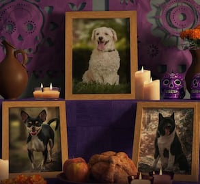 ¿Cuándo se pone la ofrenda para mascotas?