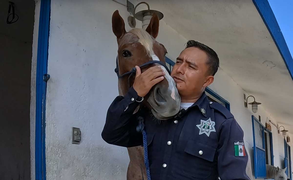 Así es la vida de los caballos policía que combaten el crimen