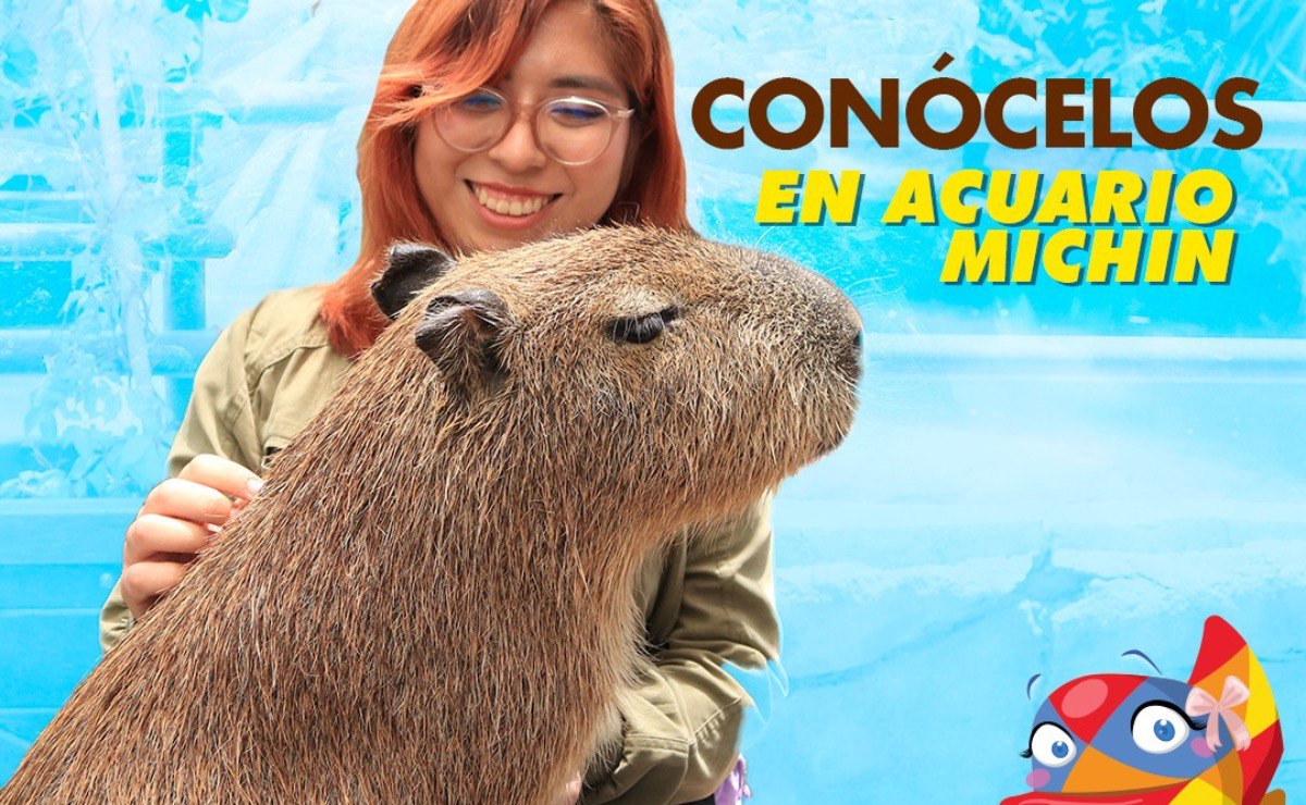 Convive con capibaras en el Acuario Michin | Foto: Acuario Michin