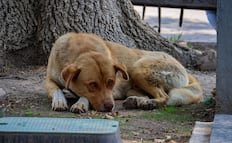 Fiscalía investiga a hombre por disparar contra perros en Puebla y San Andrés Cholula