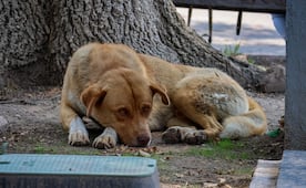 Fiscalía investiga a hombre por disparar contra perros en Puebla y San Andrés Cholula