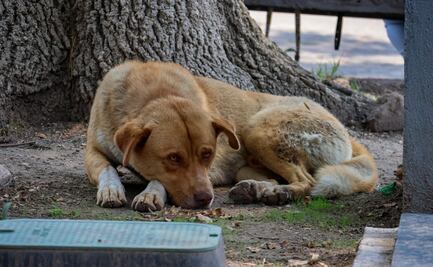 Fiscalía investiga a hombre por disparar contra perros en Puebla y San Andrés Cholula