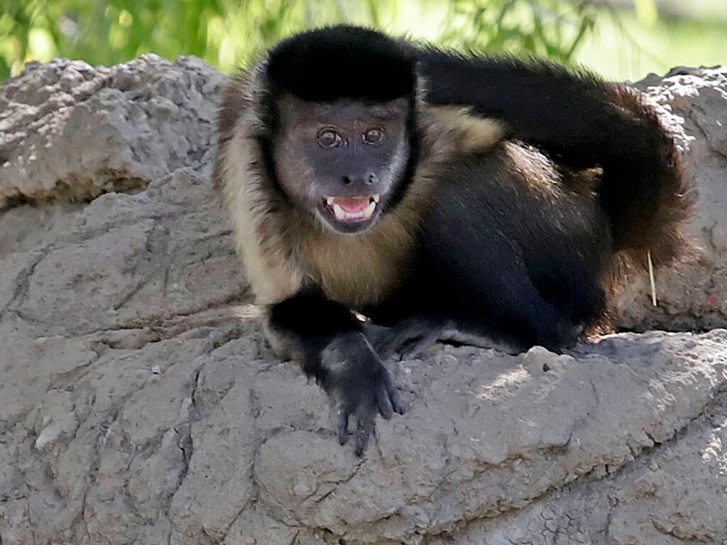 Arrestan a dos sujetos; uno intentó vender un mono y un tucán, otro robó tierra forestal