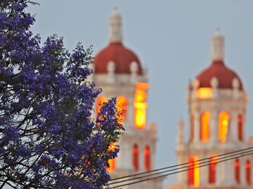 Jacarandas florecen en Puebla