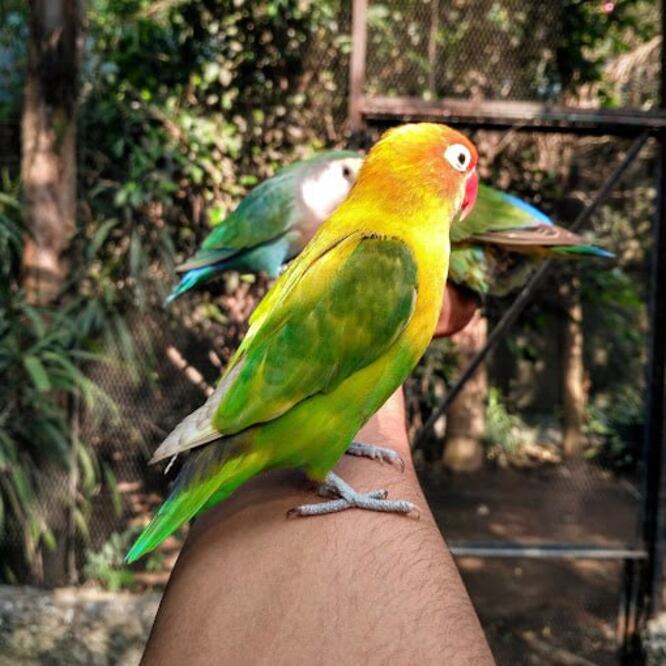 El Nido es el aviario más grande y diverso de Latinoamérica | Foto: Google / Carlos Méndez