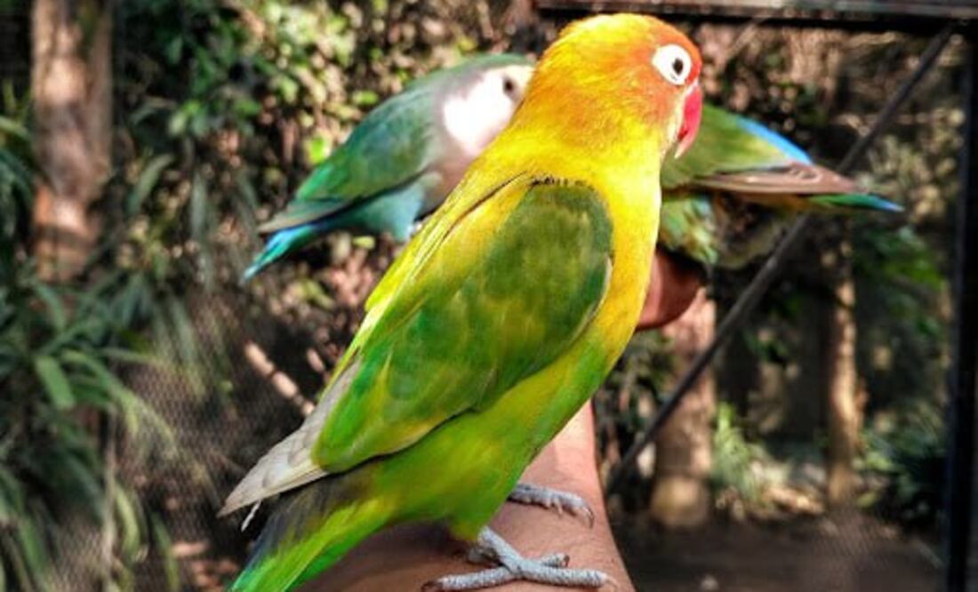 El Nido es el aviario más grande y diverso de Latinoamérica | Foto: Google / Carlos Méndez