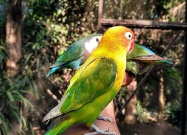 Así puedes llegar al aviario más grande de Latinoamérica a solo una hora y media de Puebla